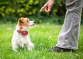 Trainer teaching her dog to sit and wait, pet puppy training Royalty Free Stock Photo