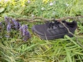 A Trainer Tied to a Branch Next to Bugleweed Ajuga reptans