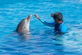 Trainer training a dolphin in the pool