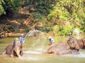 Trainers bathing elephants