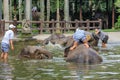 Trainers Give the Elephants a Bath Before a Day of Work