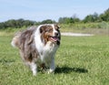training of australian shepherd Royalty Free Stock Photo