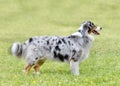 training of australian shepherd Royalty Free Stock Photo