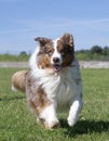 training of australian shepherd Royalty Free Stock Photo