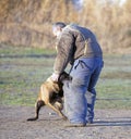 training of belgian shepherd