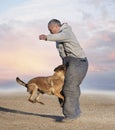 training of belgian shepherd