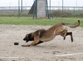 training of belgian shepherd