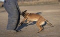 training of belgian shepherd