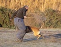 training of belgian shepherd