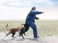 training of belgian shepherd