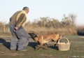 training of belgian shepherd