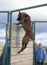 training of belgian shepherd