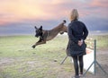 training of belgian shepherd