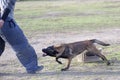 training of belgian shepherd