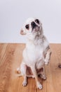 Training and caring for a chihuahua dog. Royalty Free Stock Photo