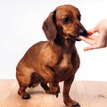 Training and caring for a dachshund dog on a white  background. Royalty Free Stock Photo