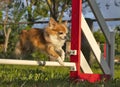 Chihuahua and agility Royalty Free Stock Photo