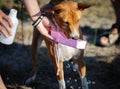 Training coursing field. Basenji dog drinks water Royalty Free Stock Photo