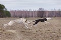 Training for coursing. Greyhound Race and Russian Hort Royalty Free Stock Photo