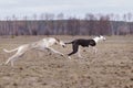 Training for coursing. Greyhound Race and Russian Hort Royalty Free Stock Photo