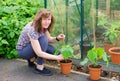 Training cucumbers grown from seed, up garden canes, in May.