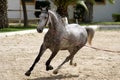 Training of a dapple grey horse to the rope on an outdoor arena Royalty Free Stock Photo