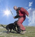 Training of dobermann pinscher