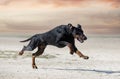 training of dobermann pinscher