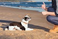 Training dog on the beach