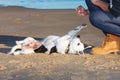 Training dog on the beach