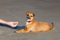 Training dog on the beach