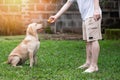 Training dog to hold infront yammy food