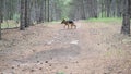 Training of dogs.German shepherd performs the command Aport. A man plays with a pet in nature in forest. Joint walks