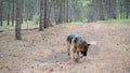 Training of dogs.German shepherd performs the command Aport. A man plays with a pet in nature in forest. Joint walks