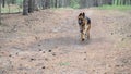 Training of dogs.German shepherd performs the command Aport. A man plays with a pet in nature in forest. Joint walks