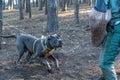 Training dogs for protective guard duty. A large gray dog jumps and attacks the trainer. Cane Corso Italiano dog breed. Trainer in Royalty Free Stock Photo