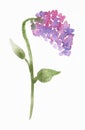 Twig of Syringa lilac plant on white paper