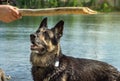 Training of the Eastern European Shepherd dog on the lake shore with aport Royalty Free Stock Photo