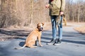 Training a grown-up dog in a park