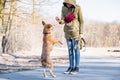 Training a grown-up dog to walk on two legs Royalty Free Stock Photo