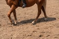 training a horse parts of the hoof on the ground Royalty Free Stock Photo