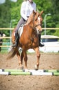 Training in horse riding, entry level. Cavaletti on a trot