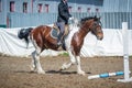 Training in horse riding, entry level. Cavaletti on a trot