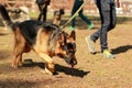 Training for a K9 german shepherd detective dog. Scent training and searching for a track Royalty Free Stock Photo