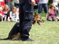 Training a police dog Royalty Free Stock Photo