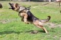 Training a police dog in cynological club. German shepherd dog in action Royalty Free Stock Photo