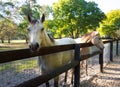 Training ponies in a paddock at a training facility in florida Royalty Free Stock Photo