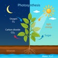 Training poster with the process of cellular respiration of a growing plant with leaves in the daytime and at night