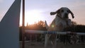 Training process sports activities Pets. adult female dog leaped over bar. playful Beagle jumps over pole agility competition Park