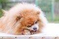 Training and promotion of the animal. cute puppy. advertising. hygiene and prevention of perspiration. dog orange pomeranian Royalty Free Stock Photo